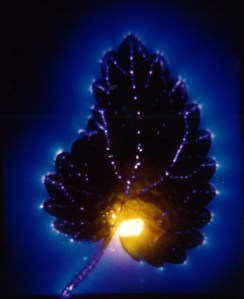 צולם במסגרת העבודה של חברי