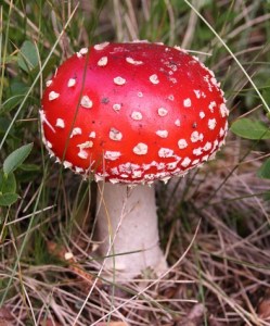 Amanita_muscaria_(fly_agaric)